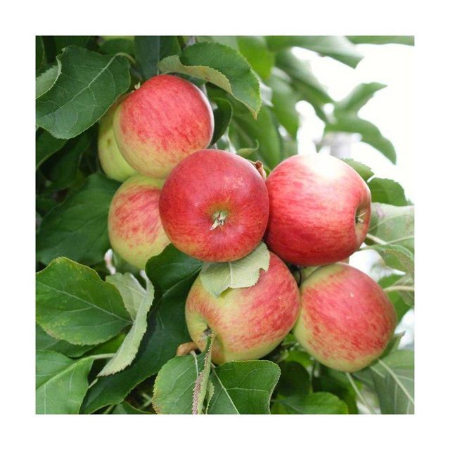 Fresh Red Delicious Apple