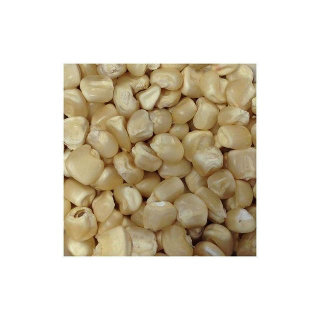 Premium White Corn - Fresh Harvest