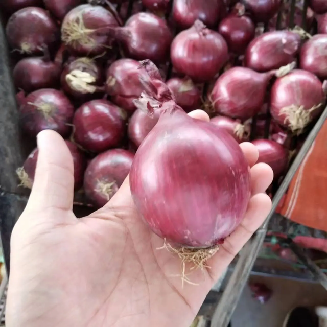 Xport Grade Yellow Onion
