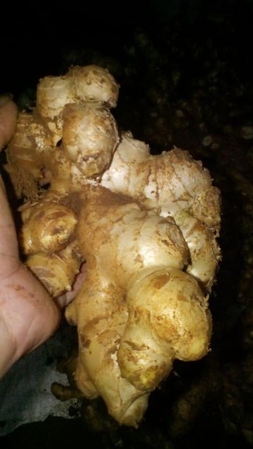 Fresh Ginger Root