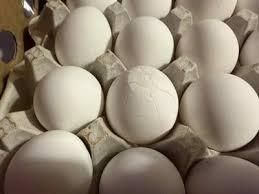Fresh White Chicken Eggs Image 5