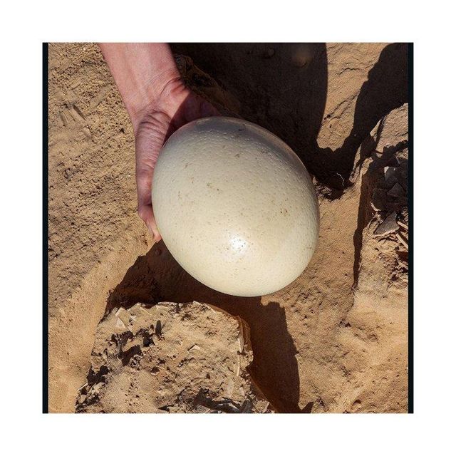 Egg from Other Birds