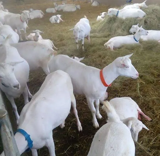 Healthy female Saneen goat feeding