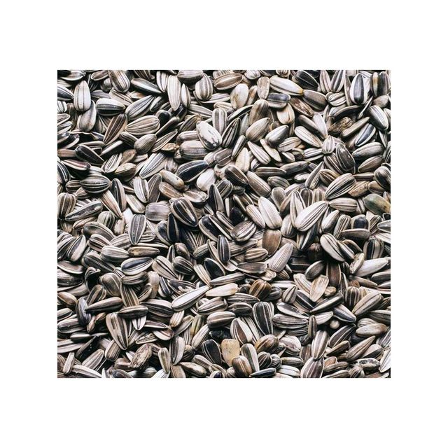 High Quality Sunflower Seeds