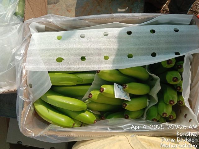 Cavendish Banana 2
