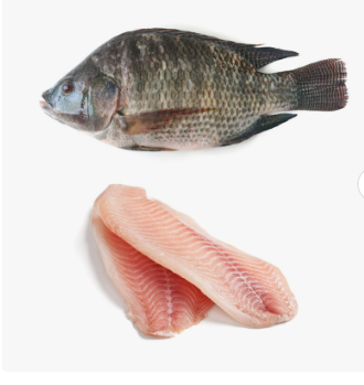 Frozen Tilapia Fish