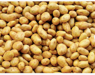 Yellow Potato Close-up
