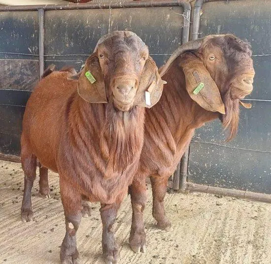 Group of healthy Kalahari goats in a pen