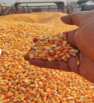 Yellow Maize Grain