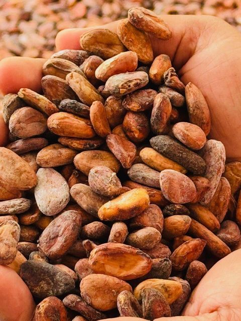 Cocoa Beans