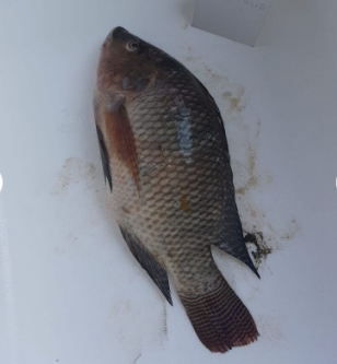 Frozen Tilapia Fish