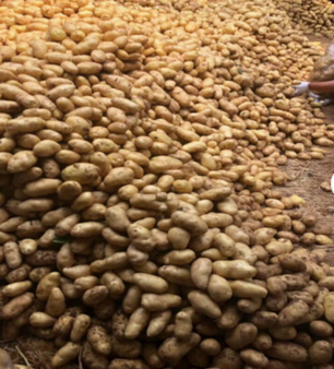 Fresh Organic Potato