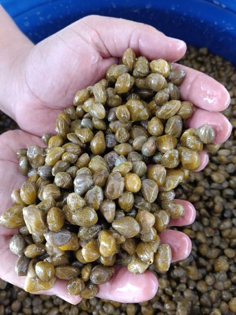 Capers in a glass jar with greenery