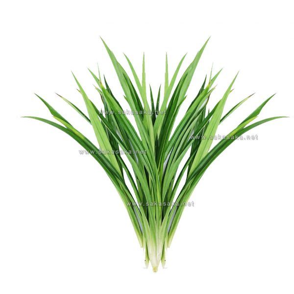 Frozen Pandan Leaves