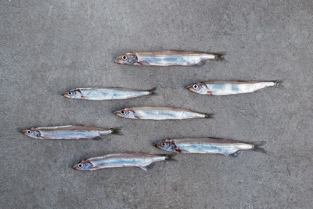 Capelin - Mallotus Villosus