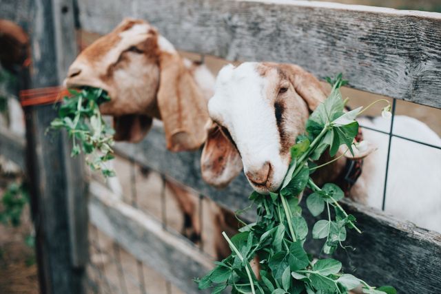 Goat Meat Product