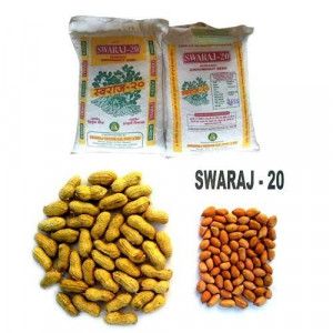 Groundnut Seeds Swaraj 20