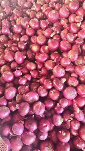 Fresh Onions Image 1