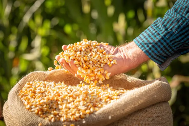 Premium Yellow Corn