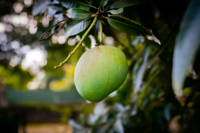 Fresh Mangoes