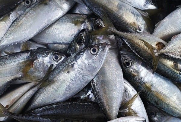 Southern Jack Mackerel