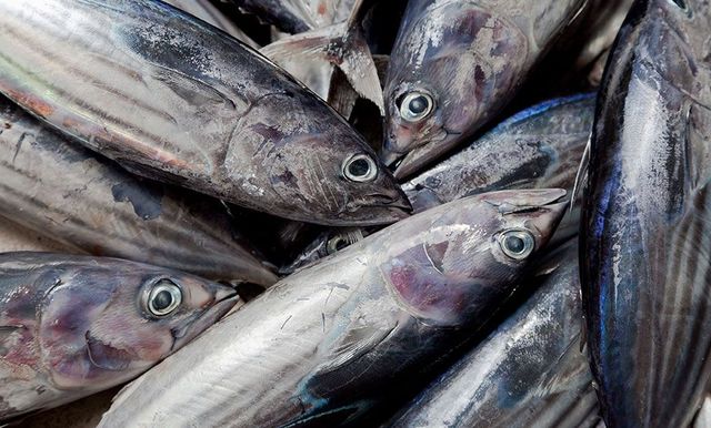 Skipjack Tuna