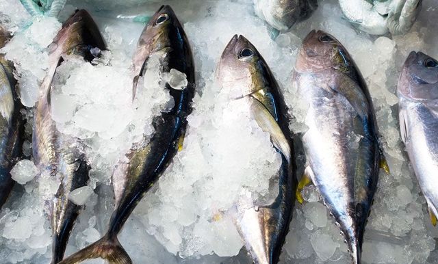 Yellowfin Tuna