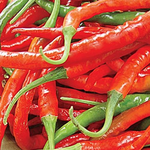 Chili Pepper