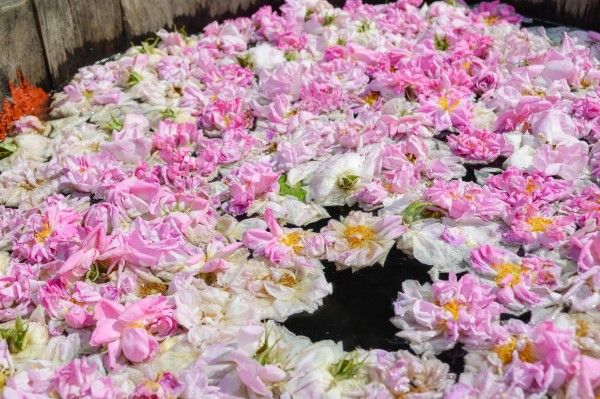 Rose Pearls Capsules 1