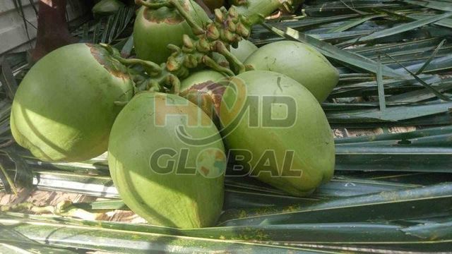 Whole A Grade Fresh Tender Coconut