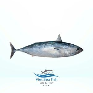 Bullet Tuna Product Detail