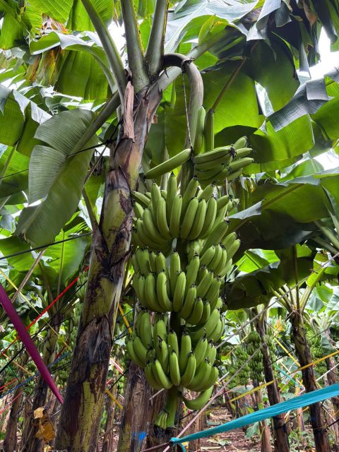 Cavendish Bananas 1