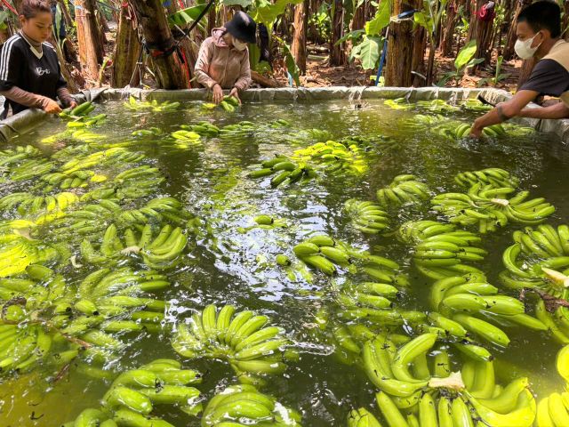 Cavendish Bananas 4