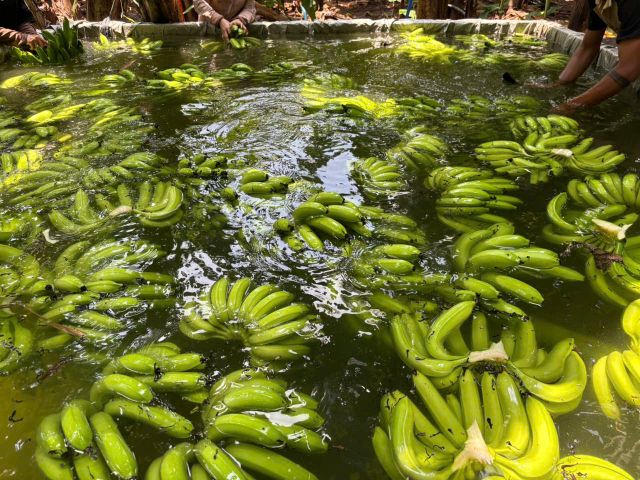 Cavendish Bananas 5